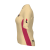 3D side view thumbnail